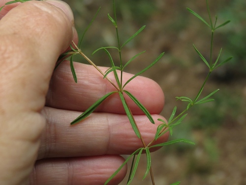 Asperula rupestris — photo