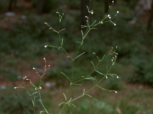 Asperula rupestris