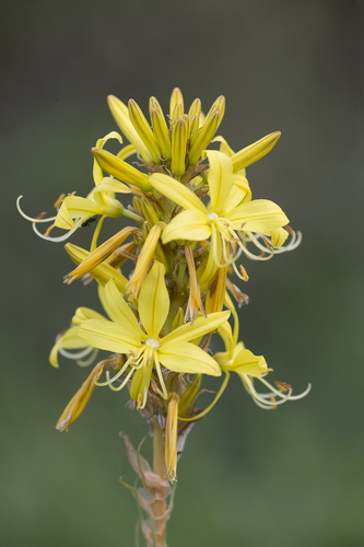 Asphodeline lutea (King's spear) — photo