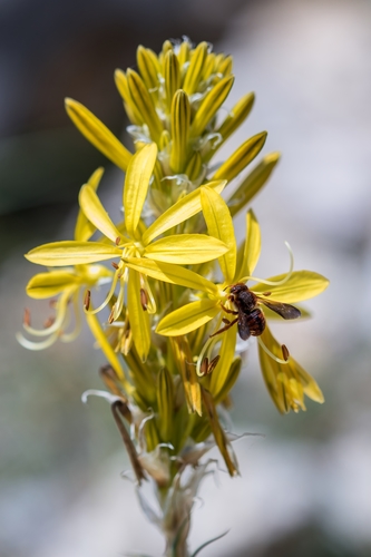 Asphodeline lutea (King's spear) — photo