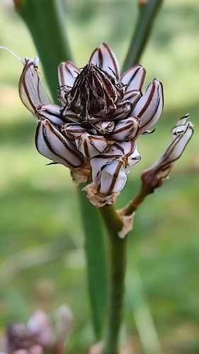 Asphodelus aestivus (Common asphodel) — photo