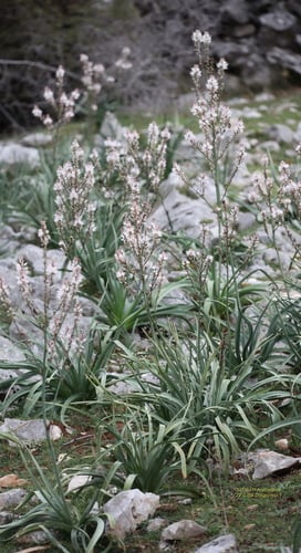 Asphodelus aestivus