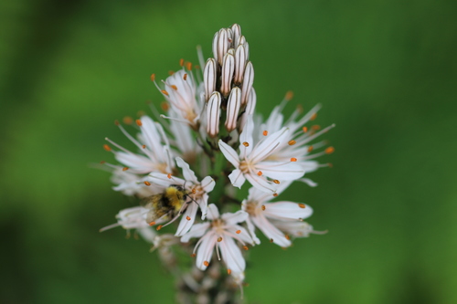 Asphodelus albus (White asphodel) — photo