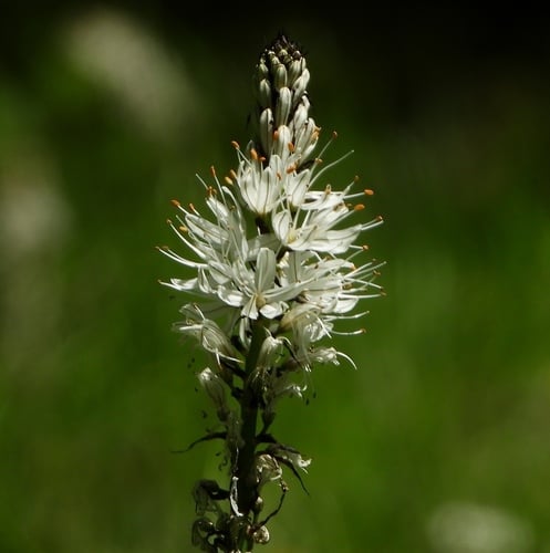 Asphodelus albus