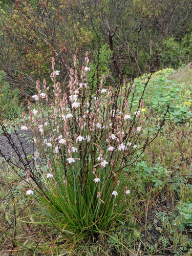 Asphodelus fistulosus (Onion weed) — photo