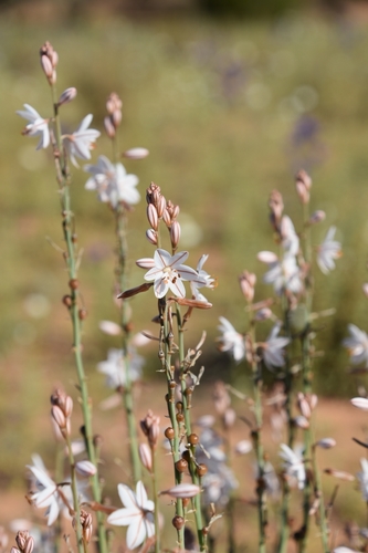 Asphodelus fistulosus (Onion weed) — photo