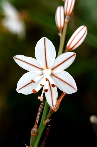 Asphodelus fistulosus