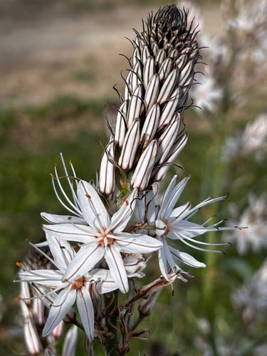 Asphodelus macrocarpus