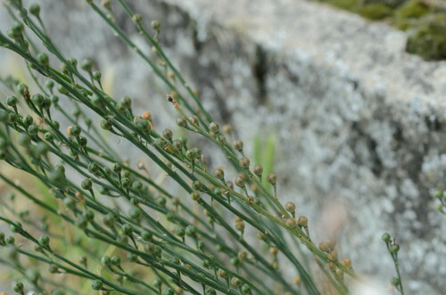Asphodelus microcarpus (Asfodelo mediterraneo) — photo