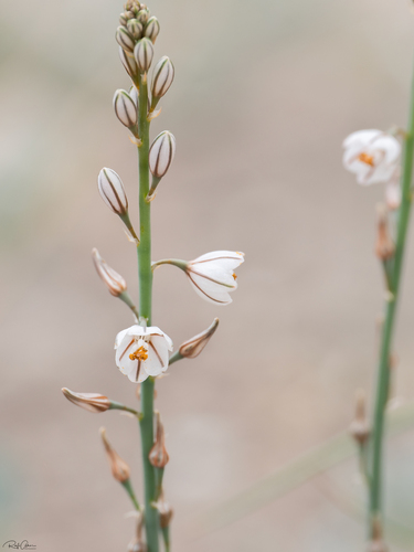 Asphodelus microcarpus (Asfodelo mediterraneo) — photo