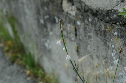 Asphodelus microcarpus