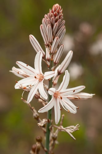 Asphodelus ramosus