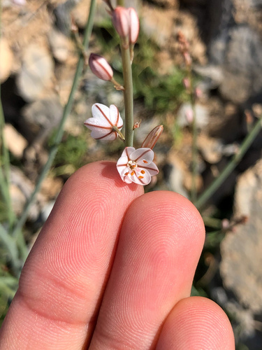 Asphodelus tenuifolius (Annual asphodel) — photo