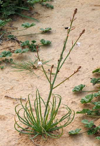 Asphodelus tenuifolius (Annual asphodel) — photo