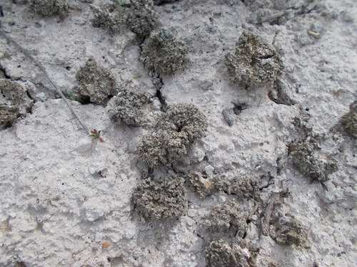 Megasporaceae