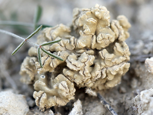 Aspicilia esculenta (Manna lichen) — photo