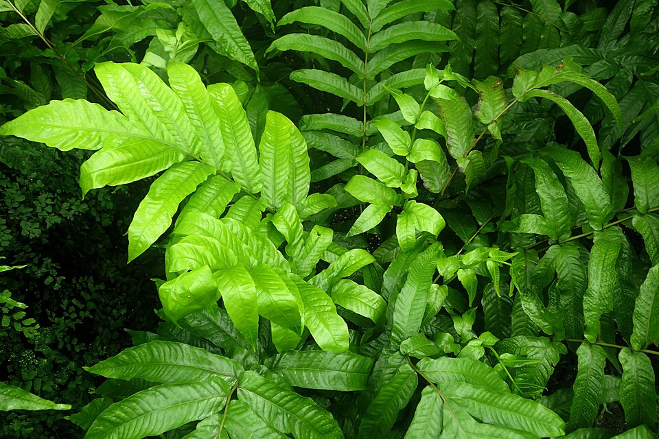 Aspidium crenatus (Scrub fern) — photo