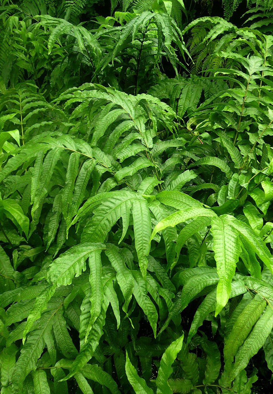 Aspidium crenatus
