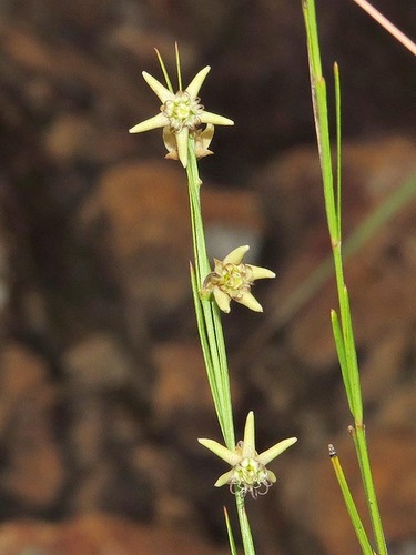Aspidoglossum araneiferum — photo