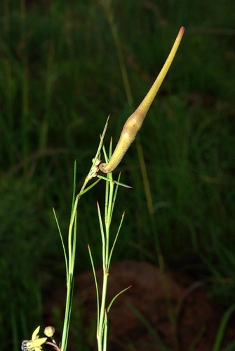 Aspidoglossum araneiferum