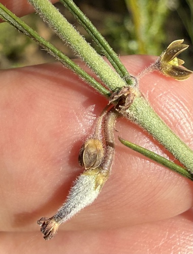 Aspidoglossum gracile — photo