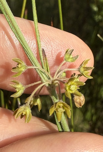 Aspidoglossum gracile — photo
