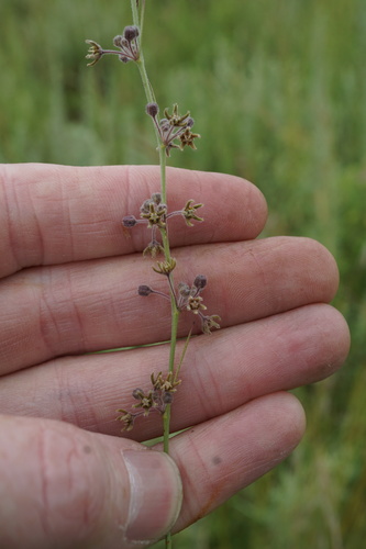 Aspidoglossum interruptum — photo