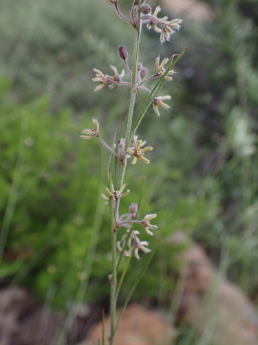 Aspidoglossum interruptum — photo