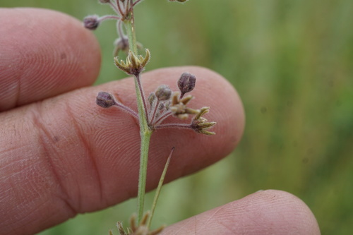 Aspidoglossum interruptum