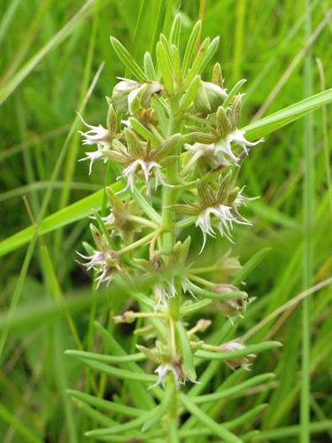 Aspidoglossum ovalifolium — photo