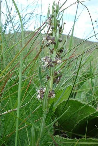 Aspidoglossum ovalifolium — photo