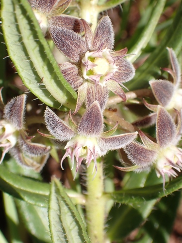Aspidoglossum ovalifolium