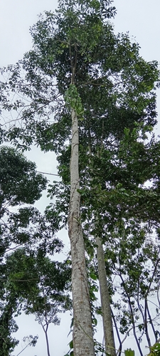 Aspidosperma megalocarpon — photo