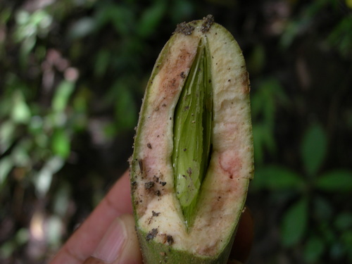Aspidosperma megalocarpon — photo