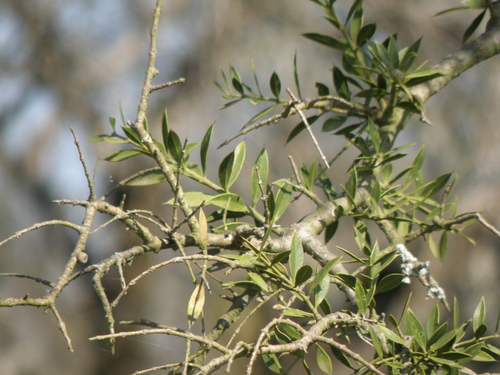 Aspidosperma quebracho-blanco (White quebracho) — photo