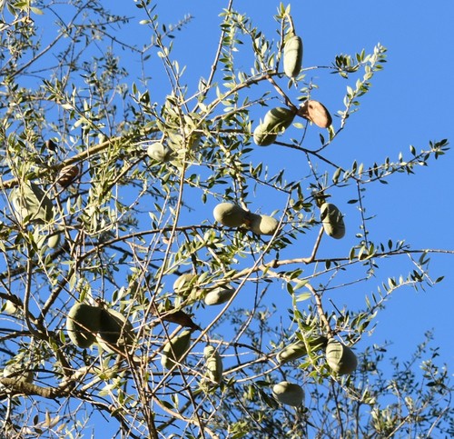 Aspidosperma quebracho-blanco (White quebracho) — photo
