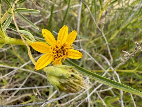 Aspilia eenii — photo