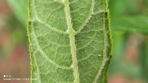 Aspilia latifolia — photo