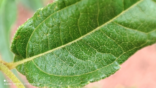 Aspilia latifolia — photo