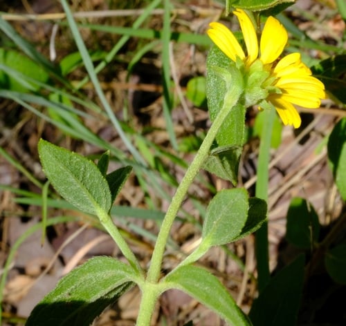 Aspilia pluriseta (Dwarf aspilia) — photo