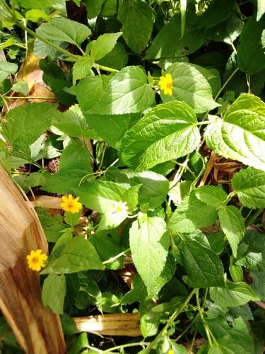 Aspilia pluriseta (Dwarf aspilia) — photo