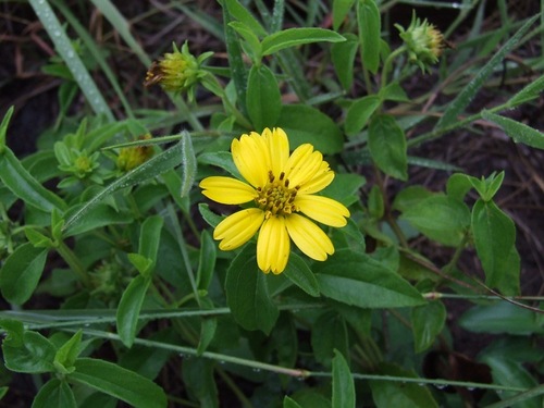Aspilia pluriseta