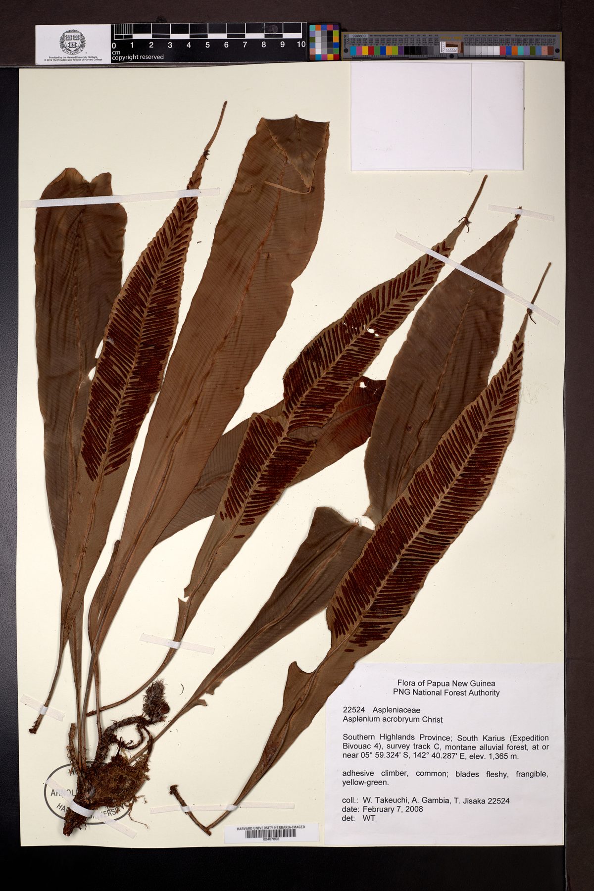 Asplenium acrobryum (New Guinea salt fern) — photo