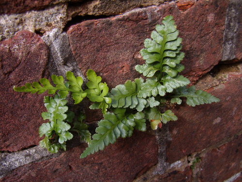 Asplenium adiantum-nigrum (Black spleenwort) — photo