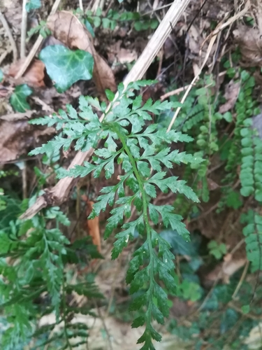 Asplenium adiantum-nigrum (Black spleenwort) — photo