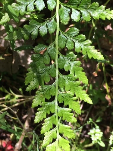 Asplenium adiantum-nigrum