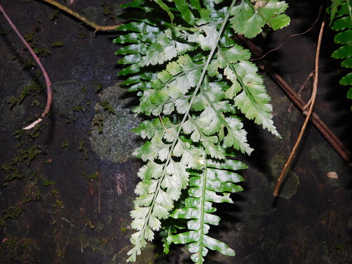 Asplenium affine (fern) — photo