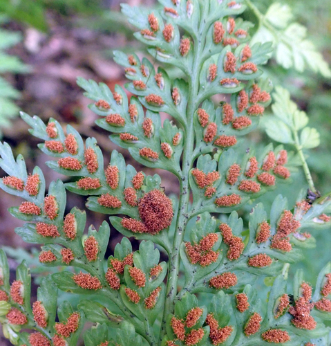 Asplenium bulbiferum (Hen and chicken fern) — photo
