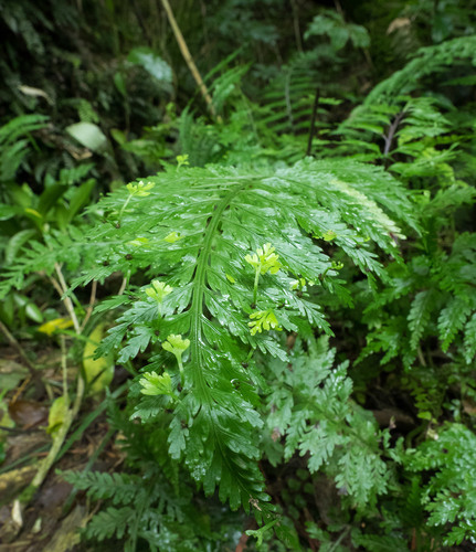 Asplenium bulbiferum (Hen and chicken fern) — photo