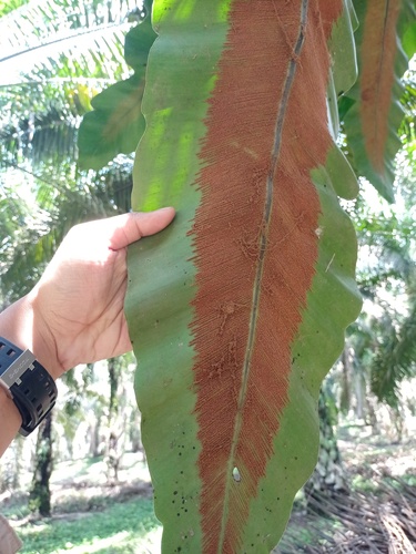 Asplenium cymbifolium — photo